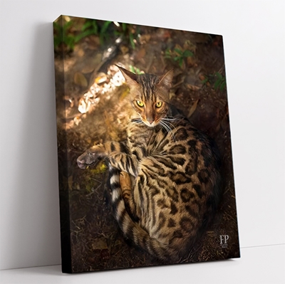 Show details for Wrapped Canvas Memorial Portrait - Curious Cat with Choice of Backgrounds