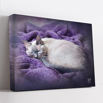 Show details for Wrapped Canvas Memorial Portrait - Curious Cat with Choice of Backgrounds