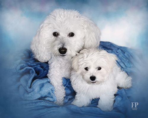 Show details for Wrapped Canvas Memorial Portrait - Beloved Dog with Studio Background Show details for Wrapped Canvas Memorial Portrait - Beloved Dog with Studio Background