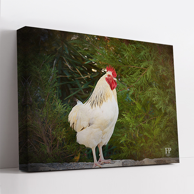 Show details for Wrapped Canvas Memorial Portrait - Gentle Chicken with Lifescapes Background