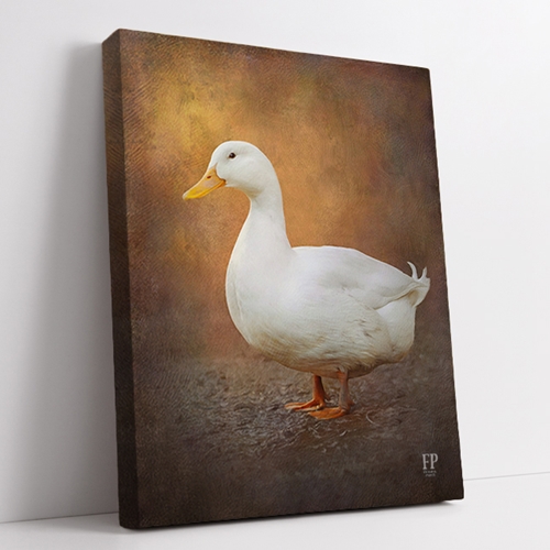Show details for Wrapped Canvas Memorial Portrait - Peaceful Duck with Studio Background Show details for Wrapped Canvas Memorial Portrait - Peaceful Duck with Studio Background