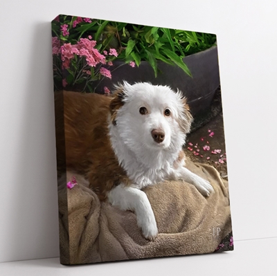 Show details for Wrapped Canvas Memorial Portrait - Beloved Dog with Studio Background